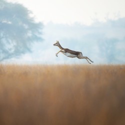 Nikon Z6III peilitön järjestelmäkamera