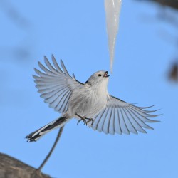 Nikon Z6III + 24-120 f/4 S peilitön järjestelmäkamera