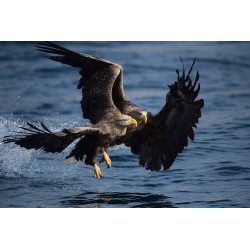 Nikon AF-S 500mm f/5.6E PF ED VR -objektiivi