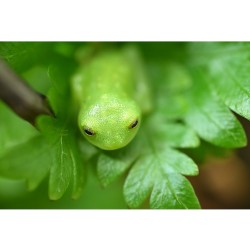 Nikon NIKKOR Z DX MC 35mm f/1.7 objektiivi