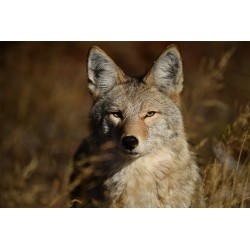 Canon FDn 85mm f/1.2 L