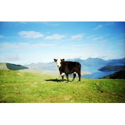 Lomography Color Negative 35mm ISO 100 3 pack