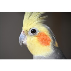 Nikon NIKKOR Z DX MC 35mm f/1.7 lens