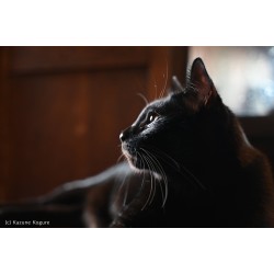 Nikon NIKKOR Z 28-75mm f/2.8 lens