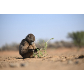 Nikon Nikkor Z 70-200mm f/2.8 VR S