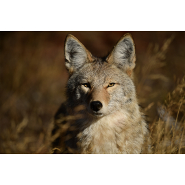 AF-S NIKKOR 180–400mm f/4E TC1.4