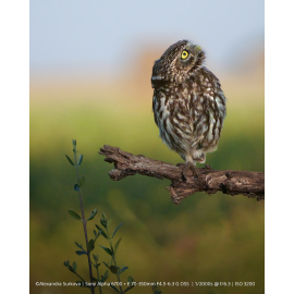 Sony A6700 + 18-135mm f/3.5-5.6 OSS