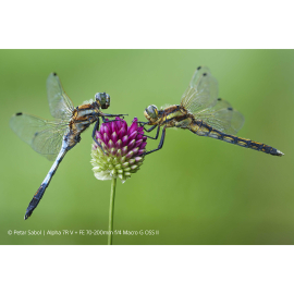 Sony FE 70–200mm F4 Macro G OSS Ⅱ objektiivi