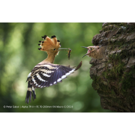 Sony FE 70–200mm F4 Macro G OSS Ⅱ objektiivi