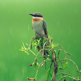 PSD RELAY FPC AFSVR70300/45