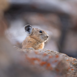 MULTI-ACCESSORY PORT COVE N1V1