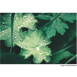 Harman Phoenix ISO 200 135-36 värifilmi