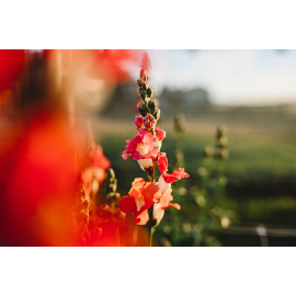 Nikon NIKKOR Z 35mm f/1.4 objektiivi