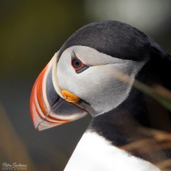 Nikon COOLPIX P1100 digitaalikamera